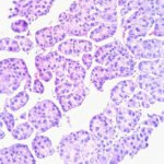 Oricell Lands 0M to Take Cell Therapy to New Territory in Cancer