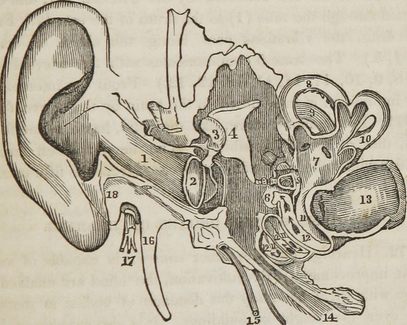 Regeneron Gets Landmark FDA Approval for First Gene Therapy for Hearing Loss